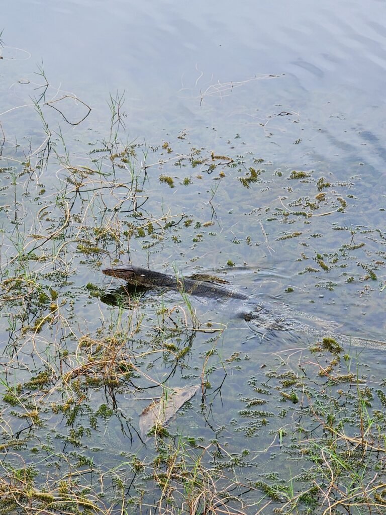 reptile at dataran lang langkawi