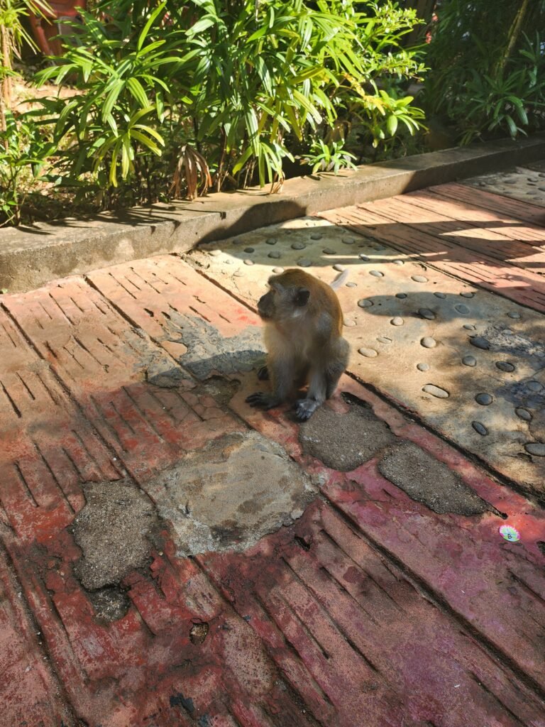 monkey on island hopping tour