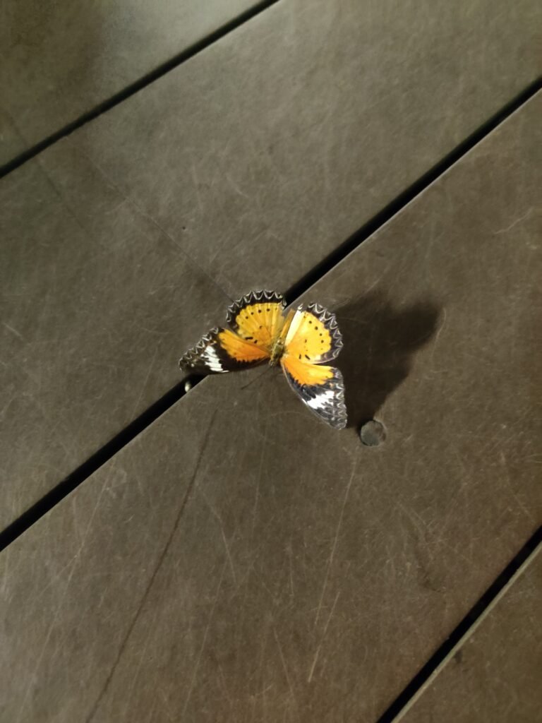 Singapore changi airport butterfly garder layover to catch flight to bali, indonesia