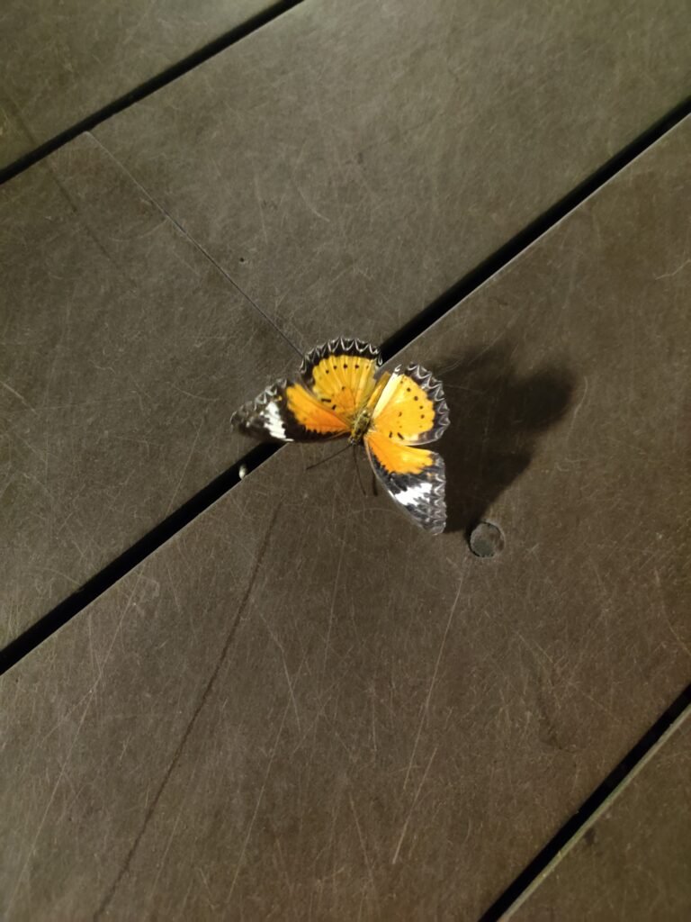 Singapore changi airport butterfly garder layover to catch flight to bali, indonesia