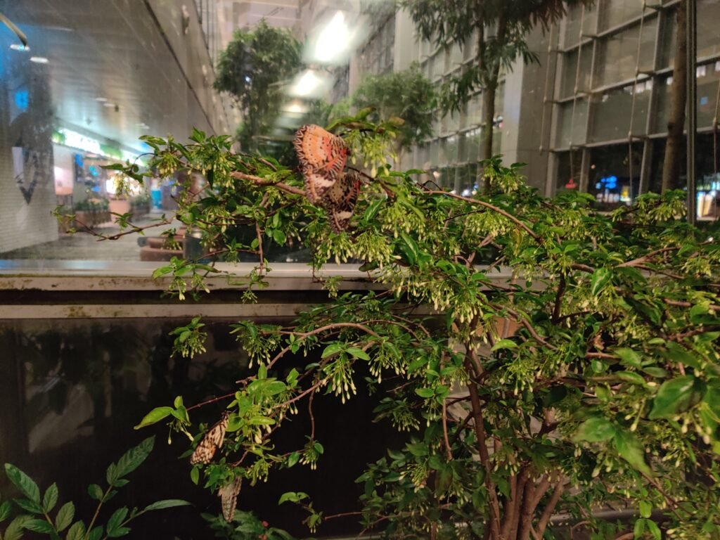 Singapore changi airport butterfly garder layover to catch flight to bali, indonesia