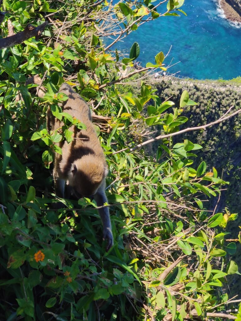 nusa penida bali indonesia Kelingking Beach monkey