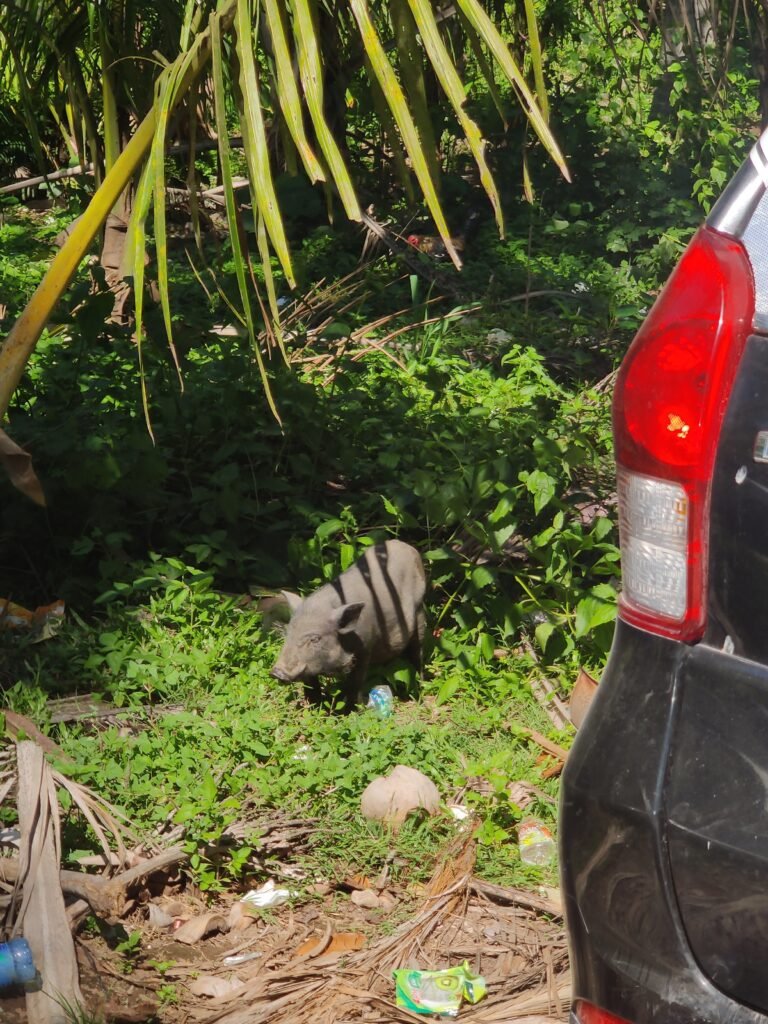 nusa penida bali indonesia crystal beach pig farm