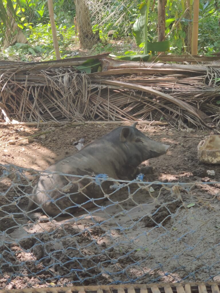 nusa penida bali indonesia crystal beach pig farm